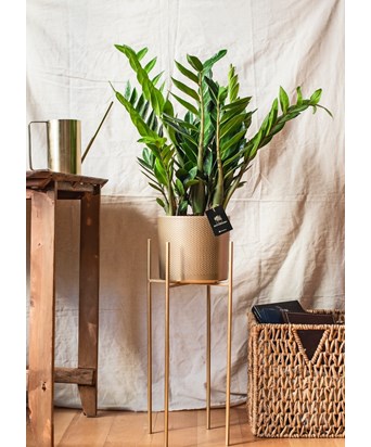 Zamia Bitkisi ve Ayaklı Saksı Seti 130 cm